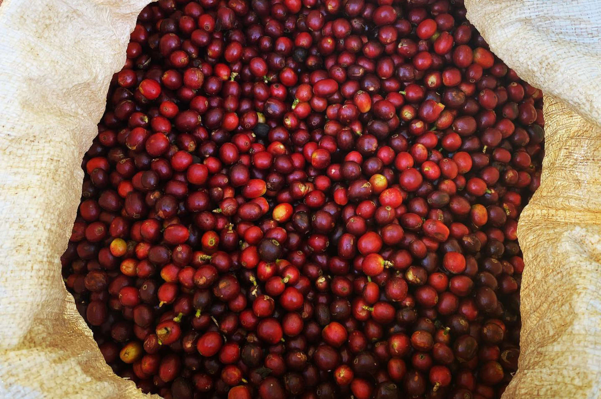 Coffee Cascara - Pulp Tea