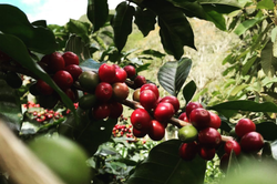 Collection of Coffee Cascara - Pulp Tea in a gallery layout