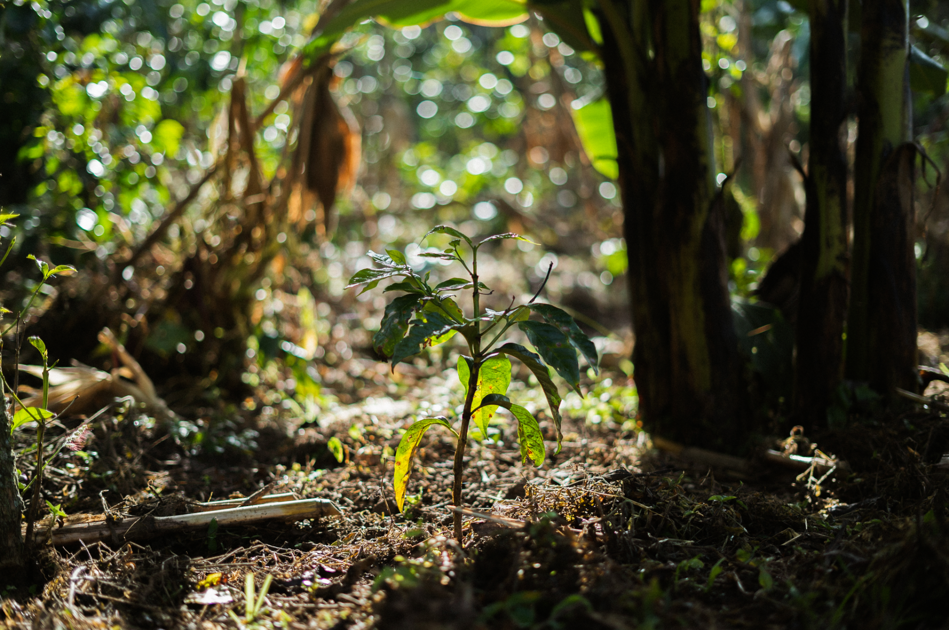 Finca La Esmeralda