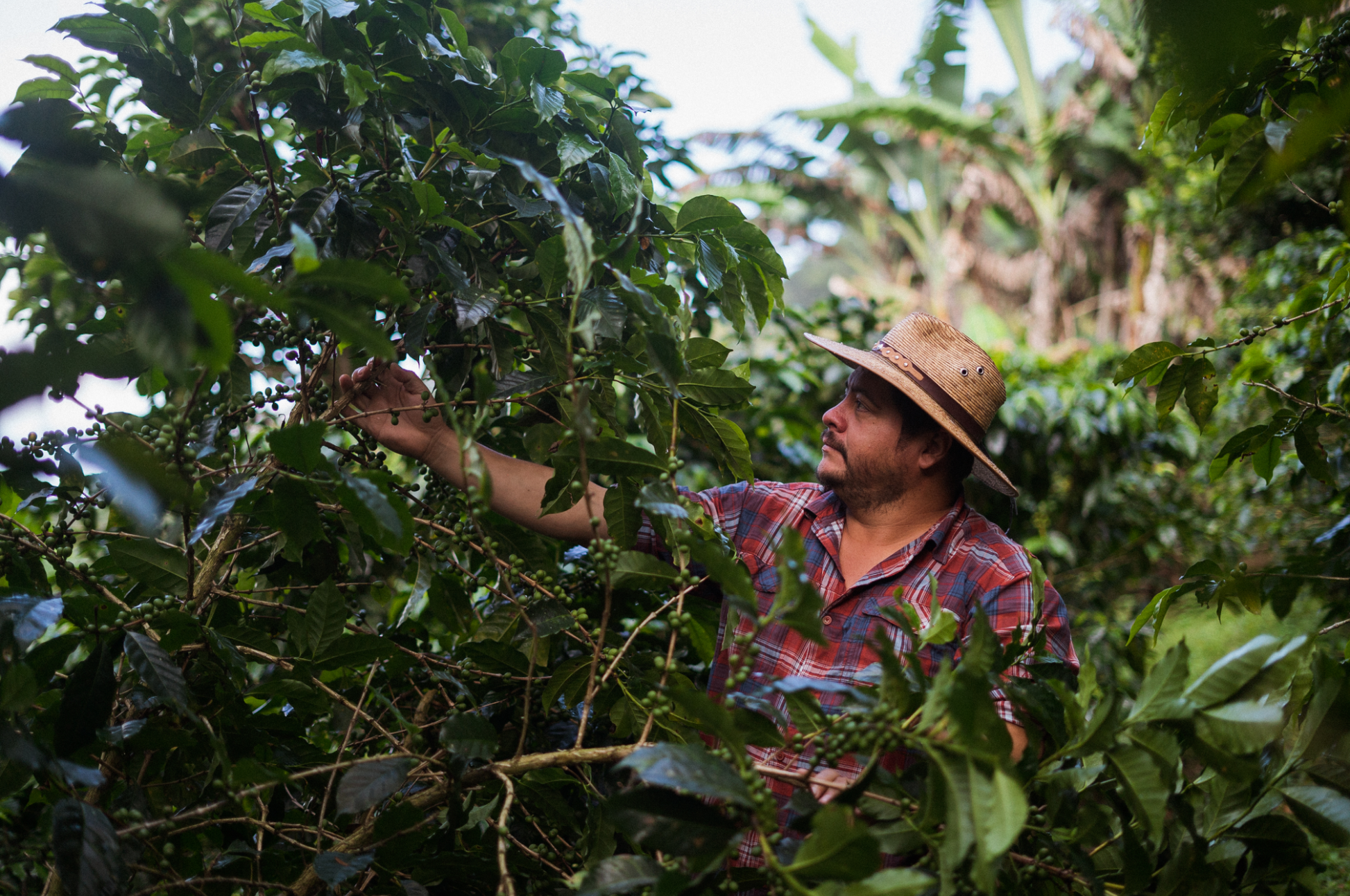 Finca La Esmeralda