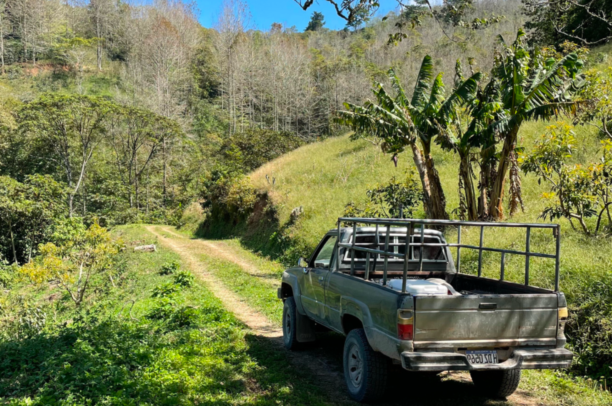 Finca Liquidámbar