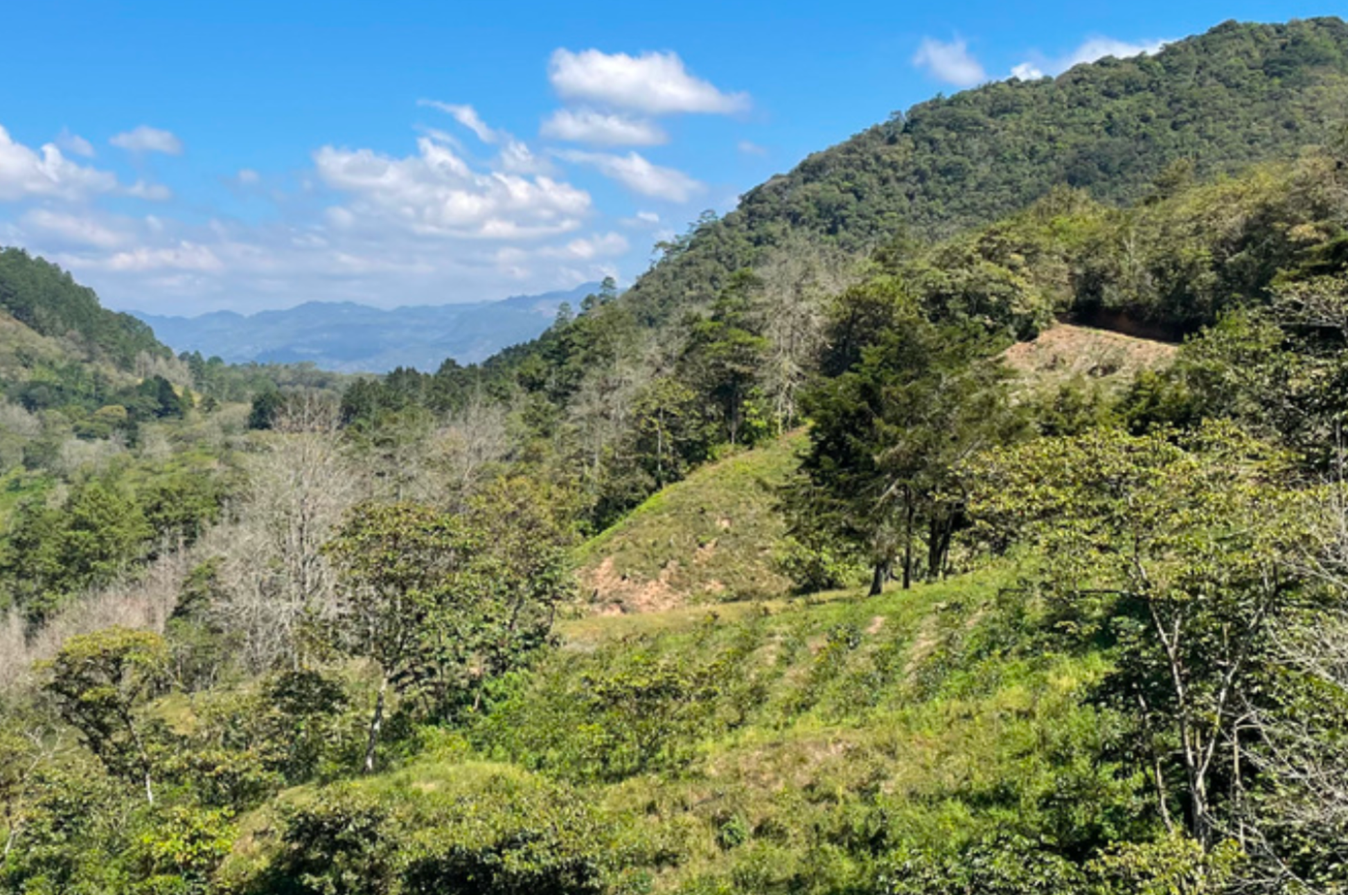 Finca Liquidámbar