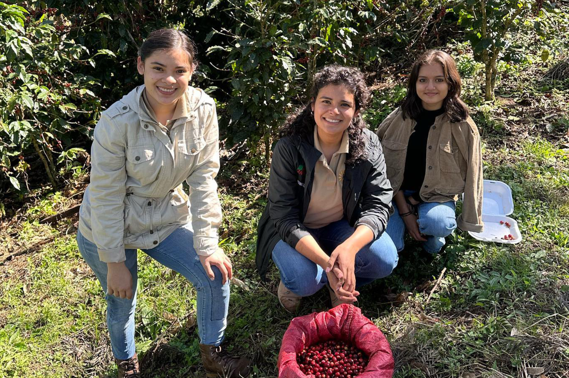 Coffee Cascara - Pulp Tea