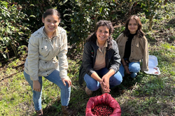 Collection of Coffee Cascara - Pulp Tea in a gallery layout